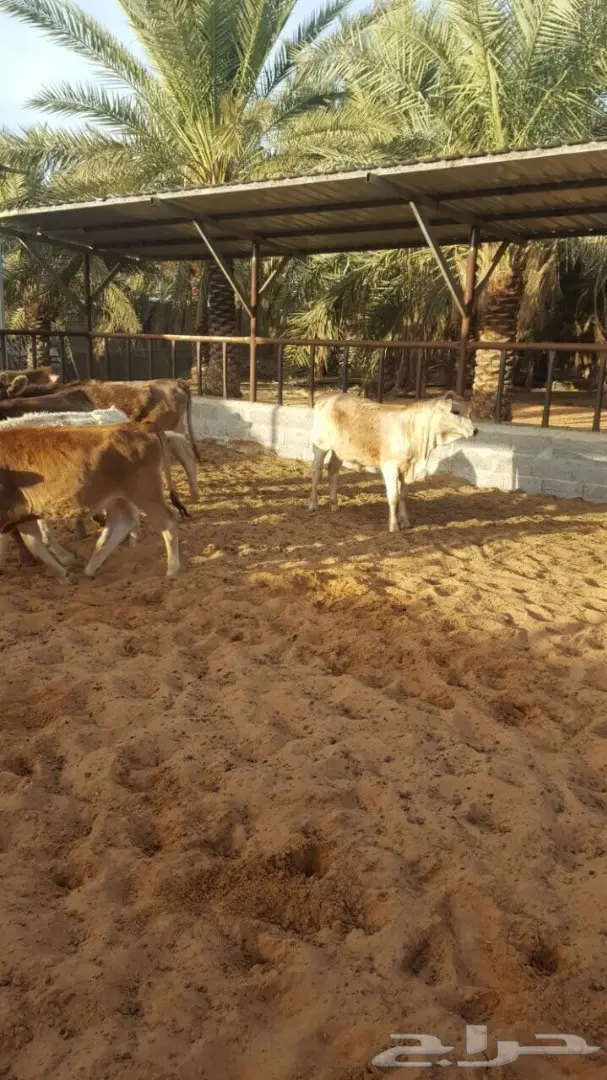 عجاجيل سويسري الماني جيرسي - فرصة استثمارية! (image 6)