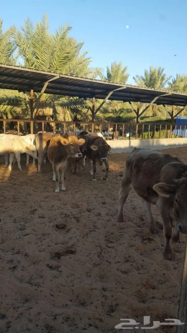 عجاجيل سويسري الماني جيرسي - فرصة استثمارية! (image 14)