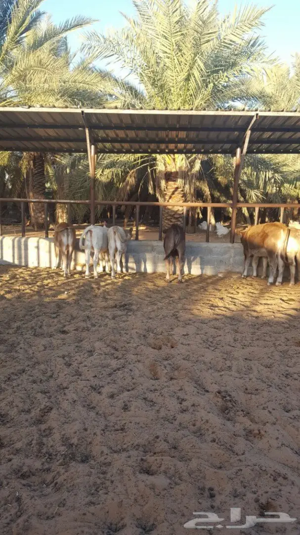 عجاجيل سويسري الماني جيرسي - فرصة استثمارية! (image 15)