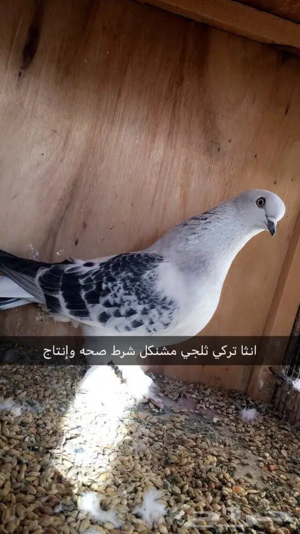 أزواج وفرايد ولبيع سمح