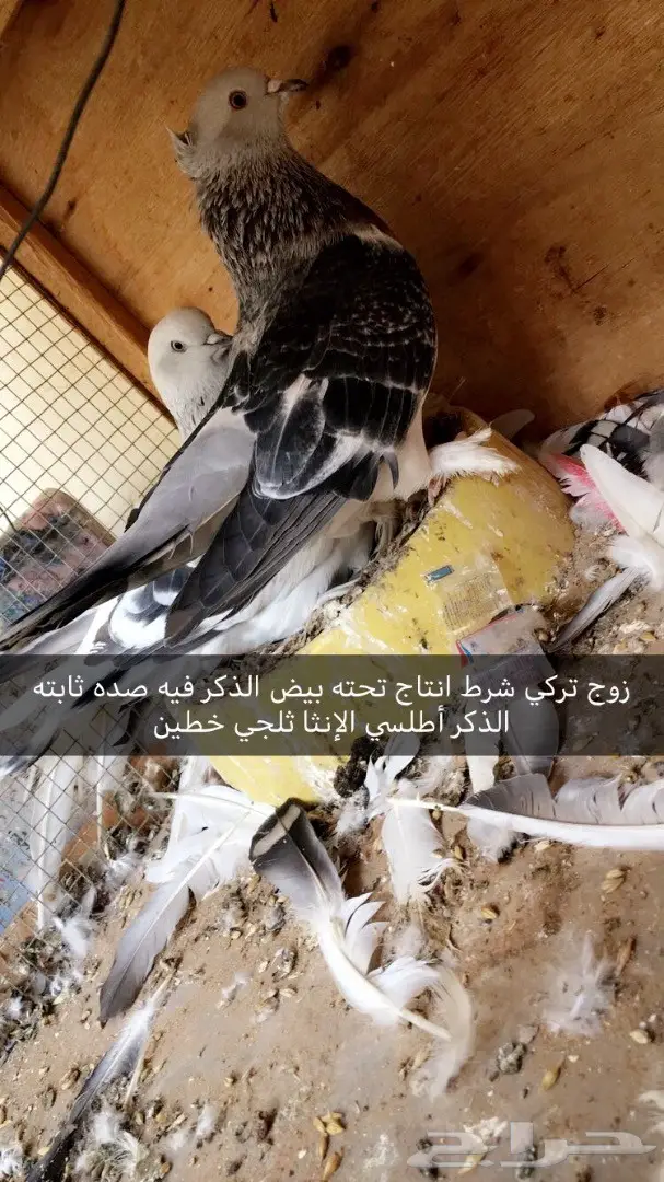 أزواج وفرايد ولبيع سمح (image 1)