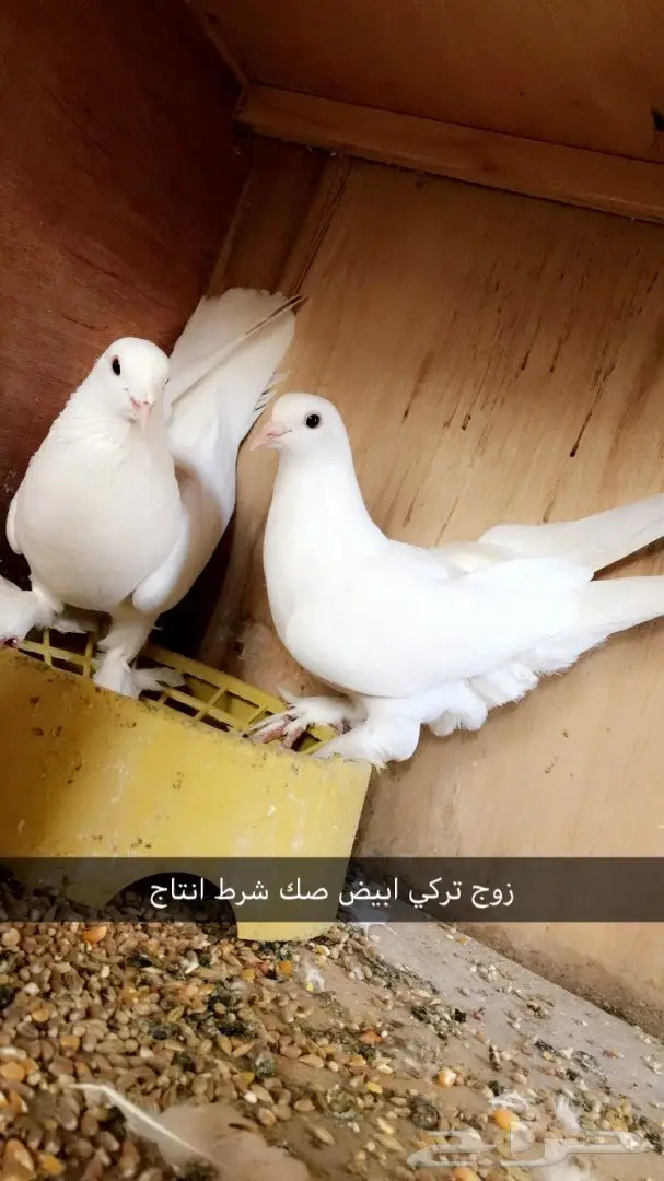 أزواج وفرايد ولبيع سمح (image 2)