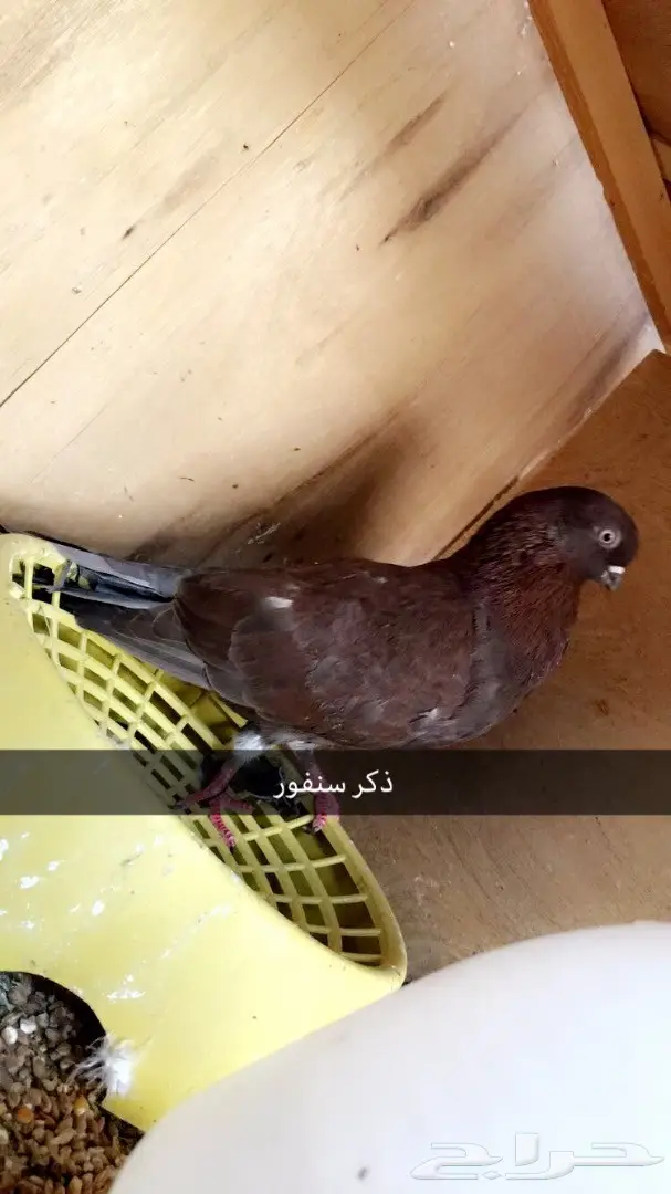 أزواج وفرايد ولبيع سمح (image 3)