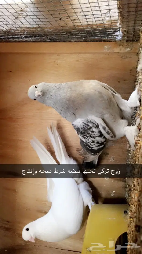 أزواج وفرايد ولبيع سمح (image 4)