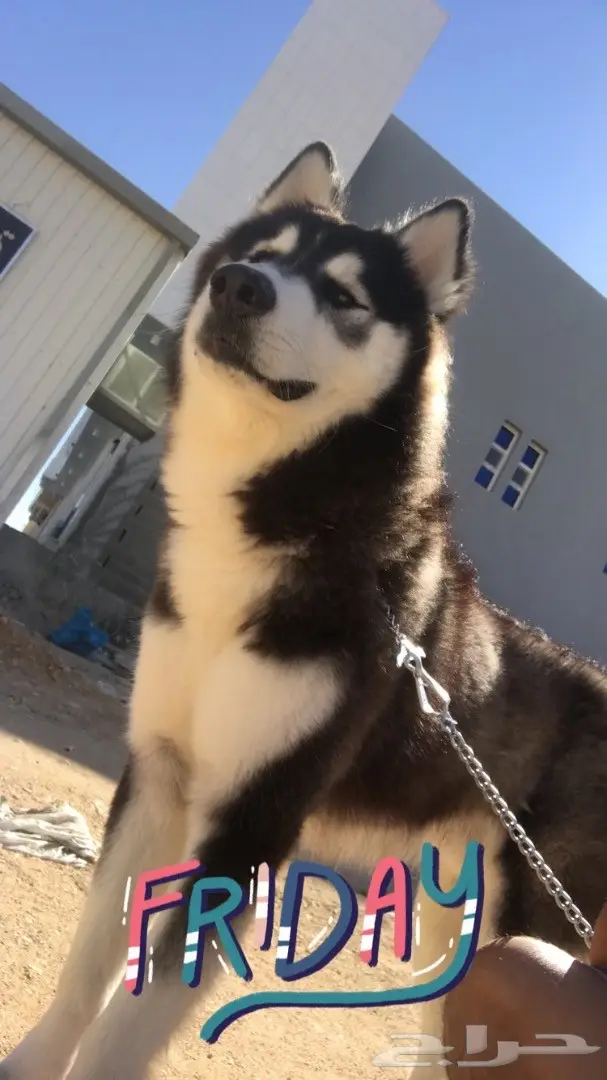 الاسكا مالموت 