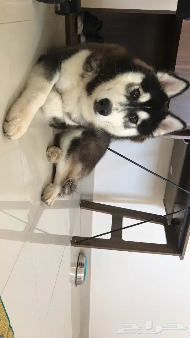 الاسكا مالموت  (image 1)