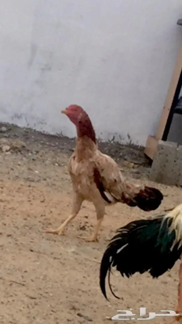 دجاج باكستاني  (image 8)