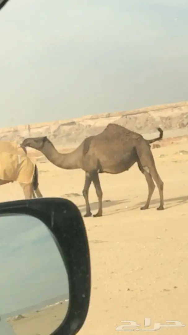 لقحه صفرا ملاقي على فحل كفو