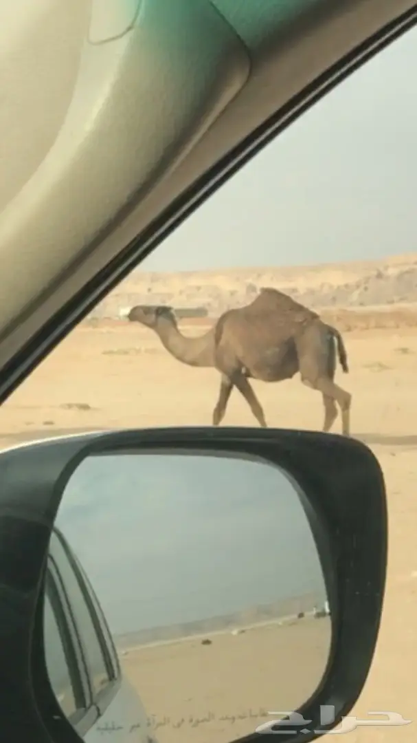 لقحه صفرا ملاقي على فحل كفو (image 1)