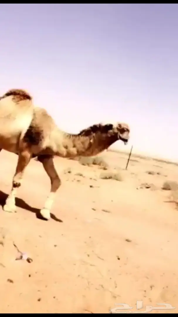 لقحه صفرا ملاقي على فحل كفو (image 2)