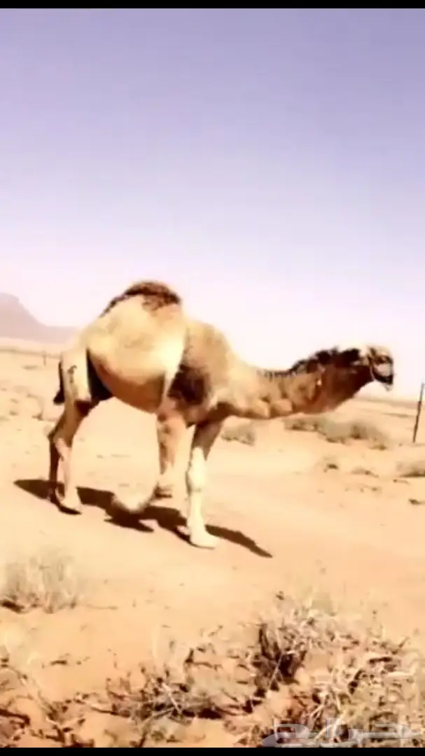 لقحه صفرا ملاقي على فحل كفو (image 3)