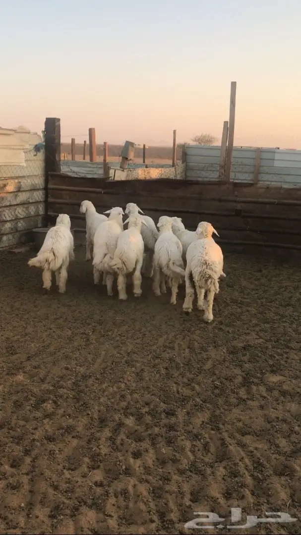 أبقار لاته (أبقار برازية) للبيع - الخرج (image 1)