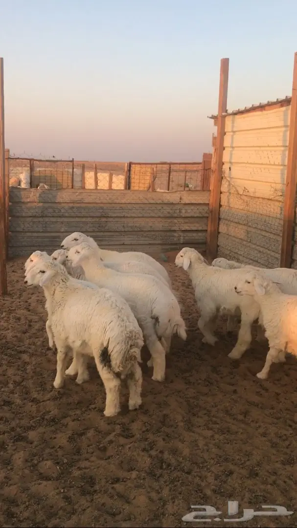 أبقار لاته (أبقار برازية) للبيع - الخرج (image 2)