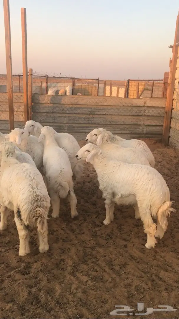 أبقار لاته (أبقار برازية) للبيع - الخرج (image 4)