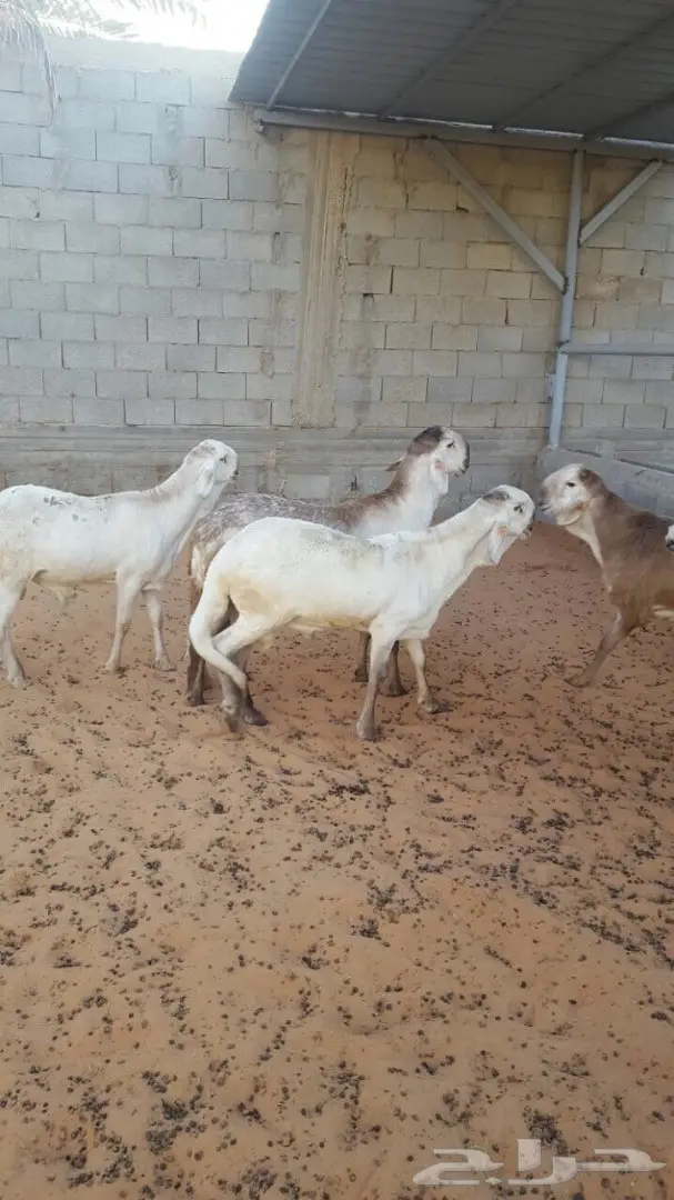 سوق دواجن طازج - فحول و جذعان ذبح حديث