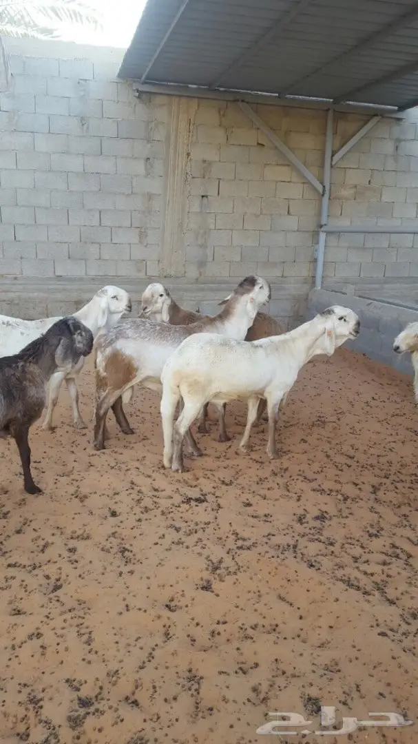 سوق دواجن طازج - فحول و جذعان ذبح حديث (image 1)