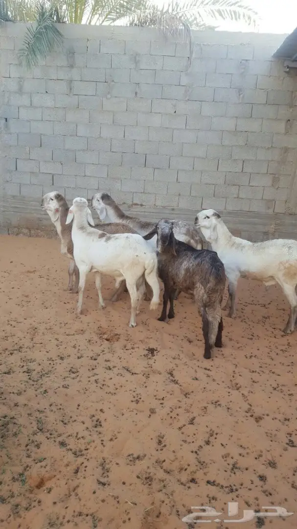 سوق دواجن طازج - فحول و جذعان ذبح حديث (image 2)