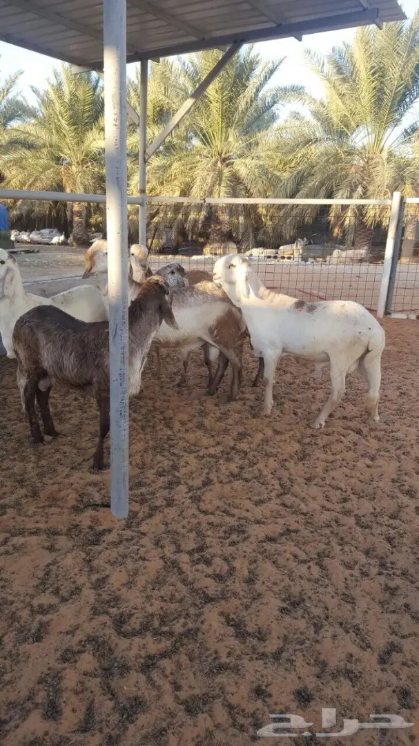 سوق دواجن طازج - فحول و جذعان ذبح حديث (image 3)