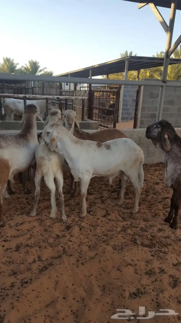 سوق دواجن طازج - فحول و جذعان ذبح حديث (image 4)