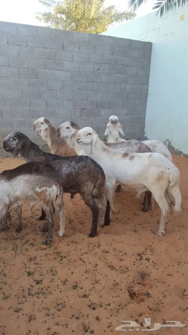 سوق دواجن طازج - فحول و جذعان ذبح حديث (image 5)