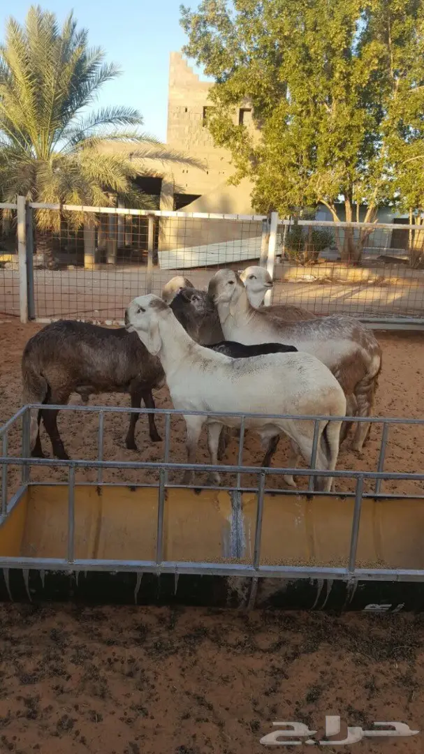 سوق دواجن طازج - فحول و جذعان ذبح حديث (image 6)