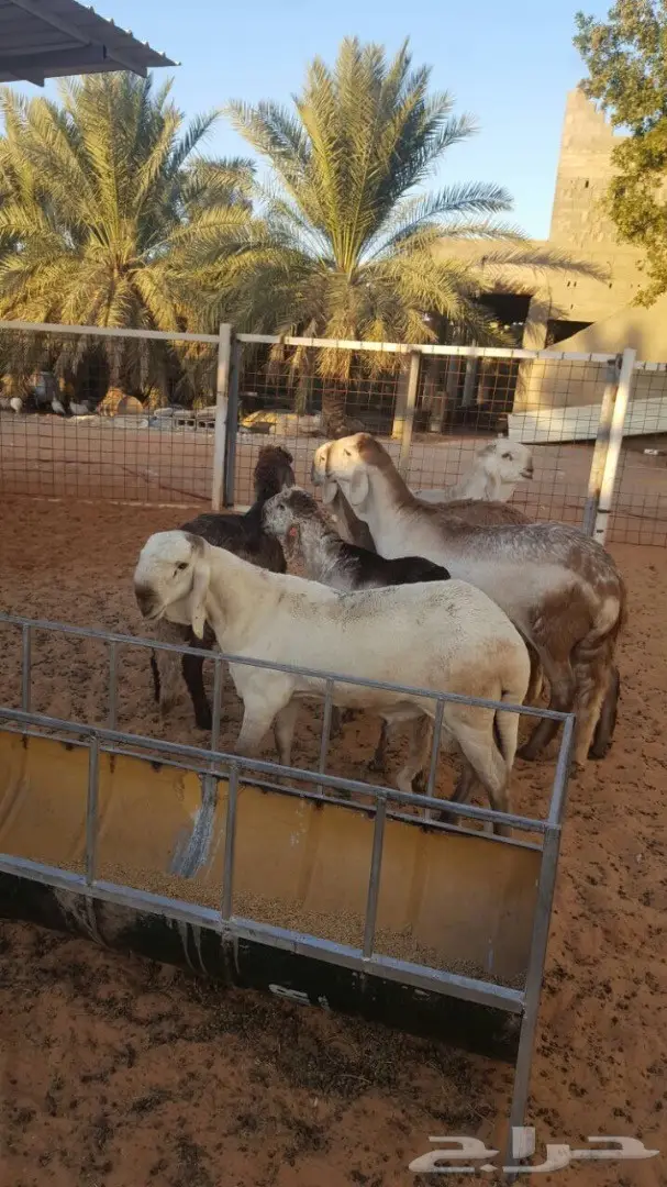 سوق دواجن طازج - فحول و جذعان ذبح حديث (image 7)