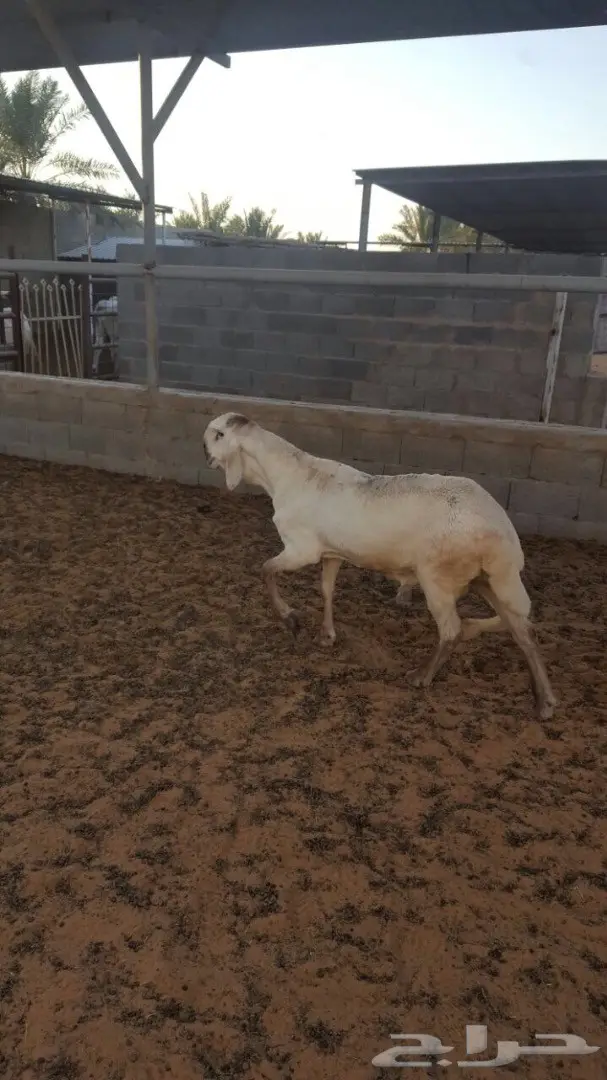 سوق دواجن طازج - فحول و جذعان ذبح حديث (image 8)