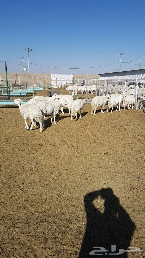 للبيع غنم حريات حرش