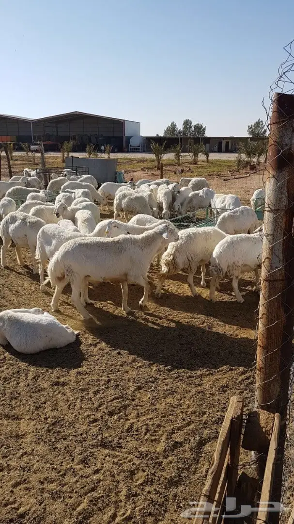 للبيع غنم حريات حرش (image 1)