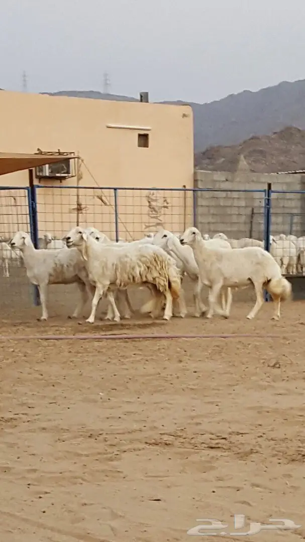 ضان حرية صنف جروم مميز مع فحل سوري عالي الجودة (image 2)