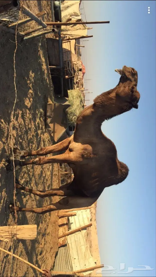 فحل ولقحه وبكره مجاهيم للبيع