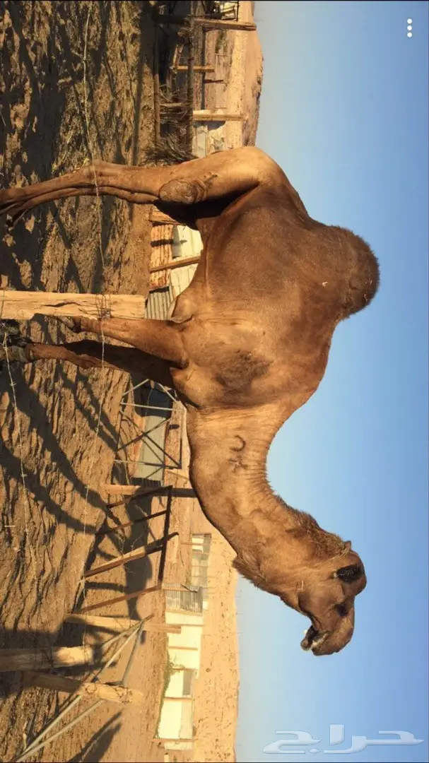 فحل ولقحه وبكره مجاهيم للبيع (image 1)