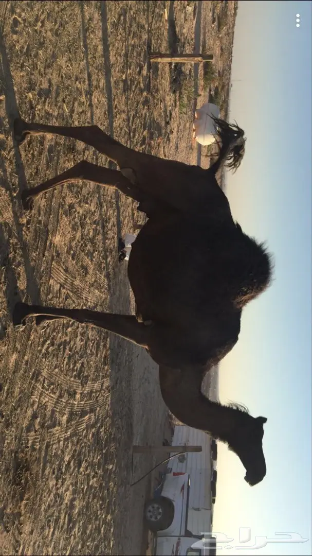 فحل ولقحه وبكره مجاهيم للبيع (image 3)