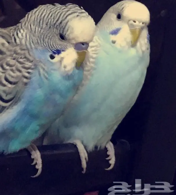 للبيع زوج بادجي جميل