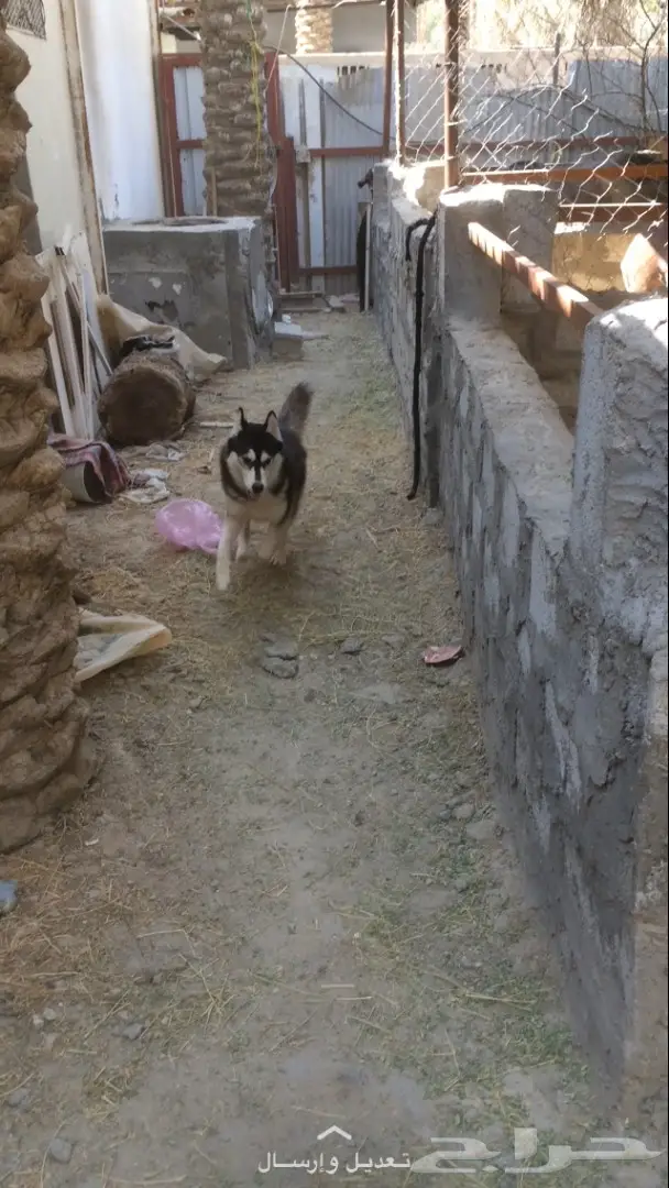 انثى هاسكي (image 2)