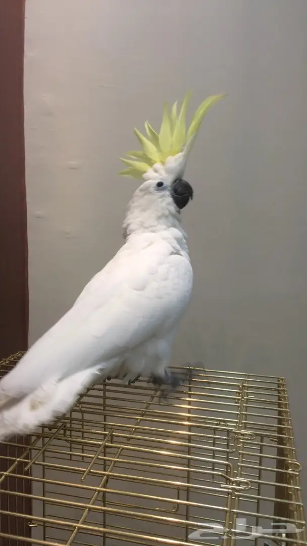 فرخ كوكاتو سلفر حجل 2017 (image 1)