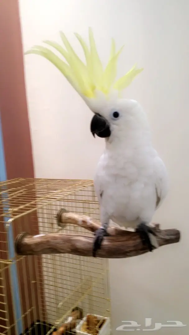 فرخ كوكاتو سلفر حجل 2017 (image 2)