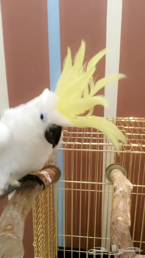 فرخ كوكاتو سلفر حجل 2017 (image 3)