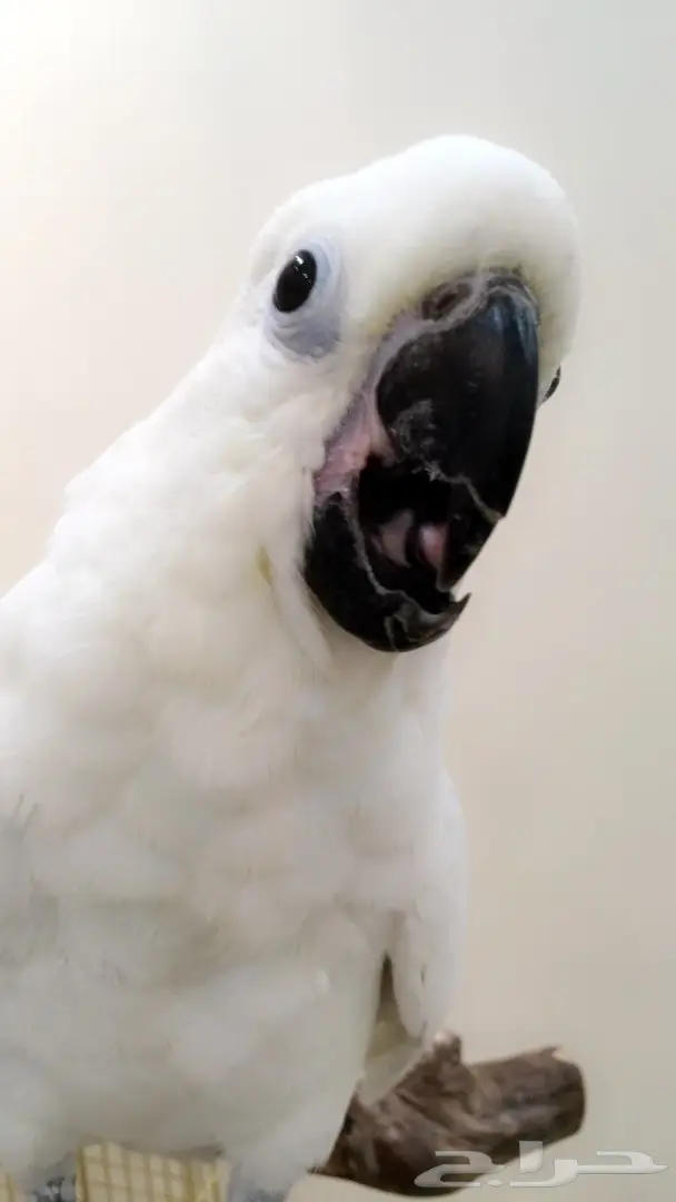 فرخ كوكاتو سلفر حجل 2017 (image 5)