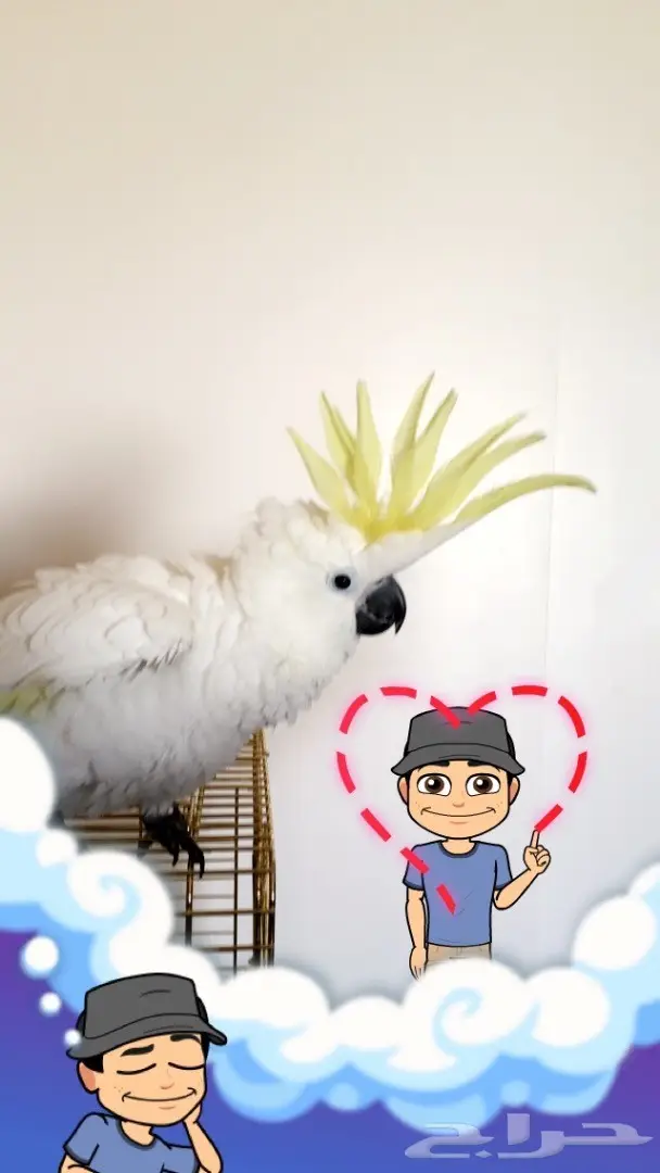 فرخ كوكاتو سلفر حجل 2017 (image 8)