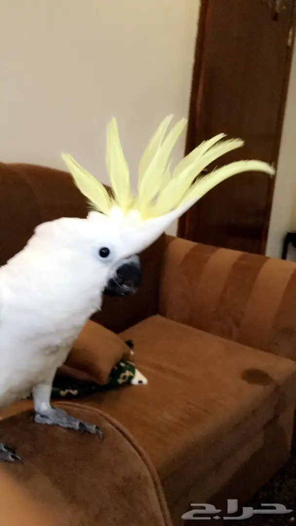 فرخ كوكاتو سلفر حجل 2017 (image 9)