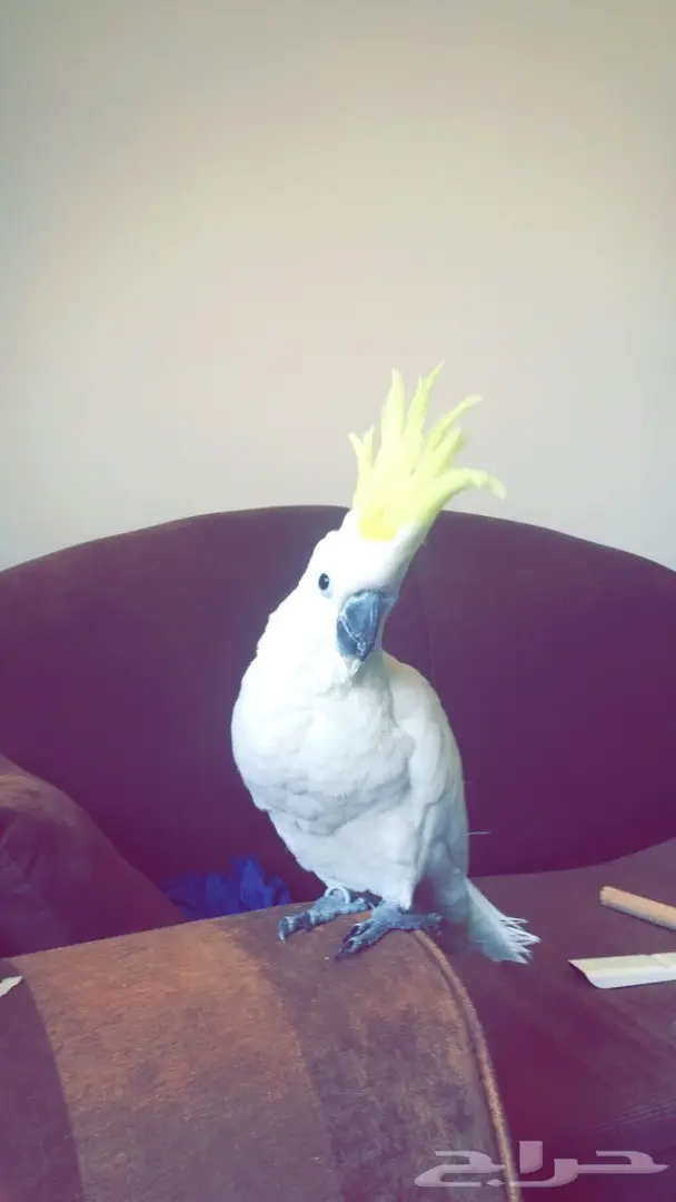 فرخ كوكاتو سلفر حجل 2017 (image 10)