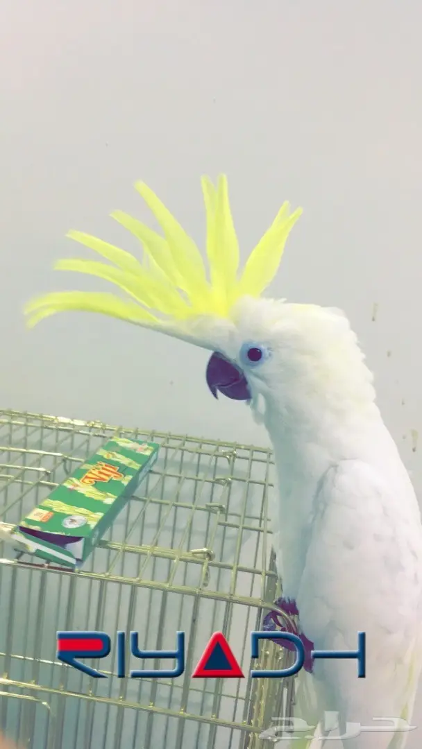 فرخ كوكاتو سلفر حجل 2017 (image 11)