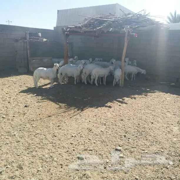 25 خروف من غنم شهران (image 0)