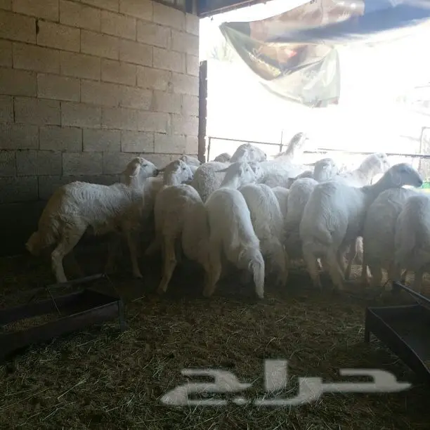 25 خروف من غنم شهران (image 1)