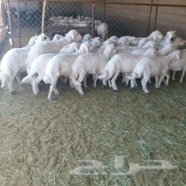 25 خروف من غنم شهران (image 4)