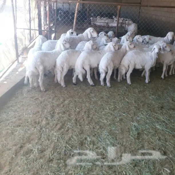 25 خروف من غنم شهران (image 5)