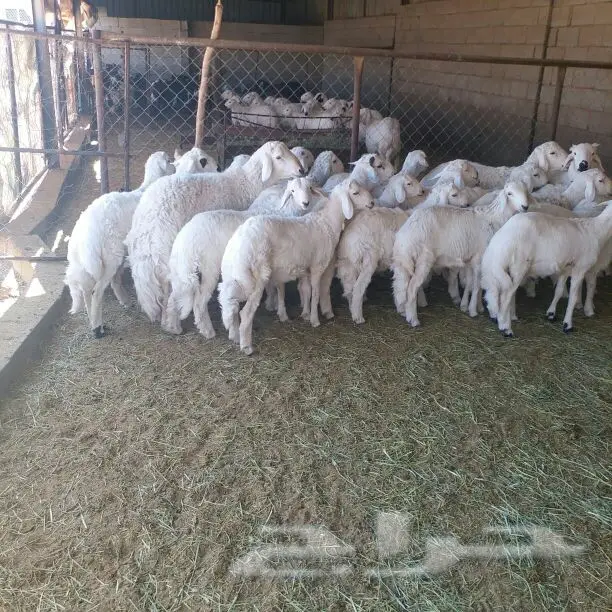 25 خروف من غنم شهران (image 6)