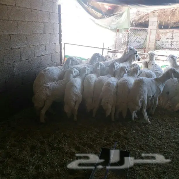 25 خروف من غنم شهران (image 3)