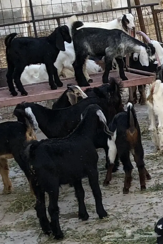 تيوس سمان مقفله شحم ولحم